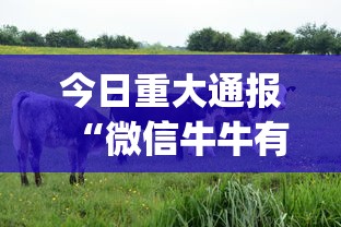 今日重大通报“微信牛牛有什么规律吗”(必备工具)辅助教学