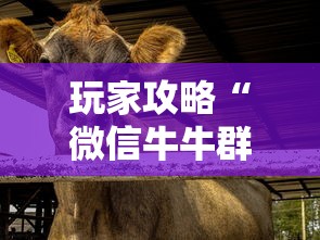 玩家攻略“微信牛牛群斗牛群”房卡链接获取