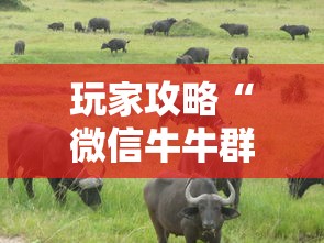 玩家攻略“微信牛牛群斗牛群”房卡链接获取